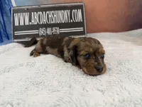 2 blue eyes, a male Miniature Dachshund for sale in Oneonta, NY – Photo 8 of 8