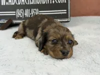 2 blue eyes, a male Miniature Dachshund for sale in Oneonta, NY – Photo 3 of 8