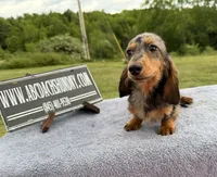 AKC show boy- russian sale, a male Miniature Dachshund for sale in Oneonta, NY – 6 of 10