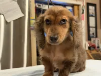 2 blue eyes russian, a male Miniature Dachshund for sale in Oneonta, NY – 8 of 10