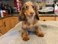 Russian akc, a male Miniature Dachshund for sale in Oneonta, NY – 5 of 7