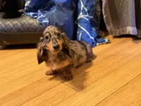 Pra clear AKC import sale, a male Miniature Dachshund for sale in Oneonta, NY – 8 of 9