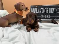Russian AKC show line, a male Miniature Dachshund for sale in Oneonta, NY – 4 of 8