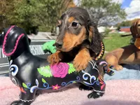 Russian AKC dapple, a female Miniature Dachshund for sale in Oneonta, NY – 9 of 10