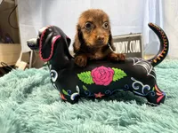 Champion bred AKC import smooth, a female Miniature Dachshund for sale in Oneonta, NY – 10 of 10
