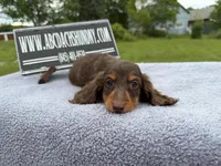 Ch Russian, a male Miniature Dachshund for sale in Oneonta, NY – 8 of 10