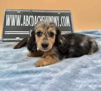 AKC Russian GCH MOM, a male Dachshund for sale in Oneonta, NY – 3 of 10