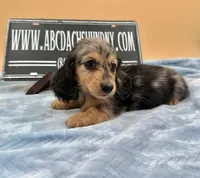 AKC Russian GCH MOM, a male Dachshund for sale in Oneonta, NY – 4 of 10