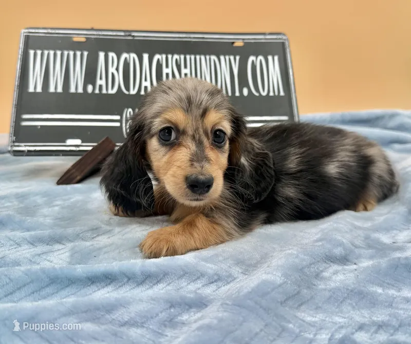 AKC Russian GCH MOM – Dachshund puppy for sale in Oneonta, NY