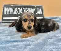 AKC Russian GCH MOM, a male Dachshund for sale in Oneonta, NY – 1 of 10