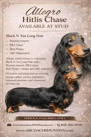 AKC Russian GCH MOM, a male Dachshund for sale in Oneonta, NY – 10 of 10