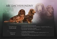 AKC Russian GCH MOM, a male Dachshund for sale in Oneonta, NY – 8 of 10