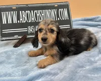 AKC Russian GCH MOM, a male Dachshund for sale in Oneonta, NY – 5 of 10