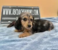AKC Russian GCH MOM, a male Dachshund for sale in Oneonta, NY – 2 of 10