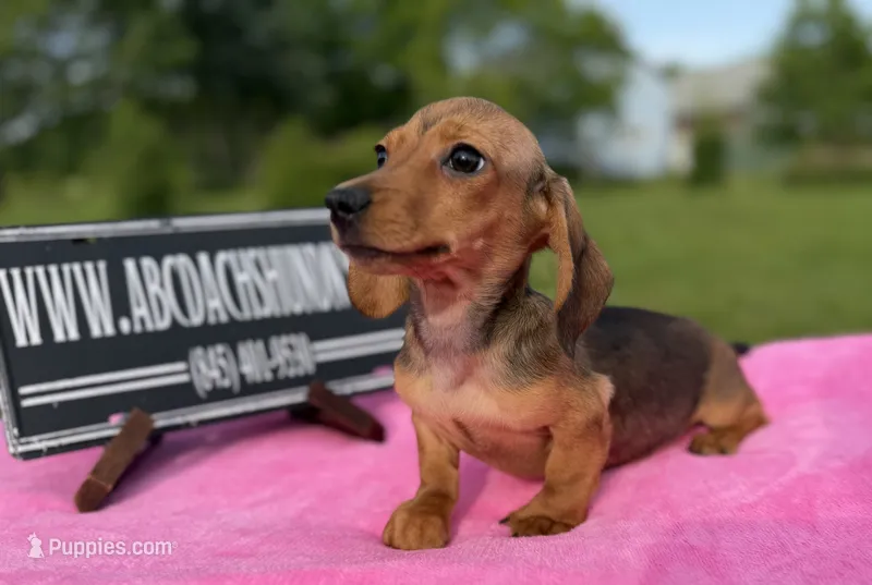 AKC IMPORT PRA Clear sale – Miniature Dachshund puppy for sale in Oneonta, NY