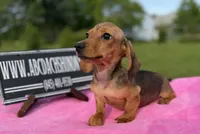 AKC IMPORT PRA Clear sale, a female Miniature Dachshund for sale in Oneonta, NY – 1 of 10