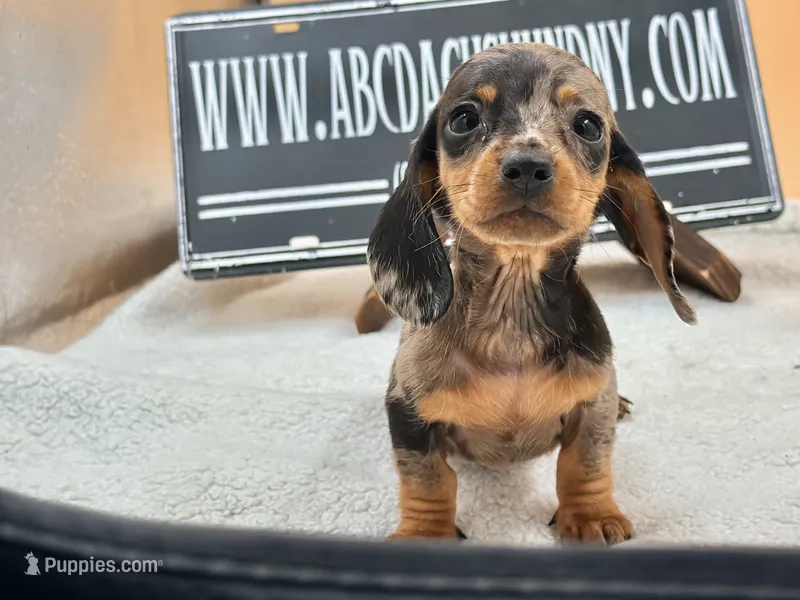 Russian smooth dapple – Dachshund puppy for sale in Oneonta, NY