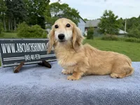 Cream  import, a male Miniature Dachshund for sale in Oneonta, NY – 8 of 9