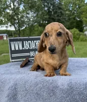 Smooth Brindle, a male Miniature Dachshund for sale in Oneonta, NY – 4 of 10
