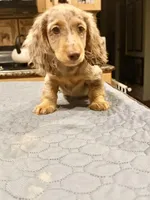 Show quality AKC import, a male Miniature Dachshund for sale in Oneonta, NY – Photo 2 of 8