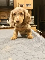 Show quality AKC import, a male Miniature Dachshund for sale in Oneonta, NY – Photo 1 of 8