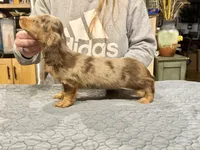 Show quality AKC import, a male Miniature Dachshund for sale in Oneonta, NY – Photo 7 of 8