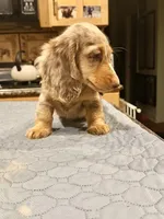 Show quality AKC import, a male Miniature Dachshund for sale in Oneonta, NY – Photo 5 of 8