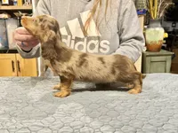 Show quality AKC import, a male Miniature Dachshund for sale in Oneonta, NY – Photo 8 of 8
