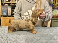 Show quality AKC import, a male Miniature Dachshund for sale in Oneonta, NY – Photo 6 of 8