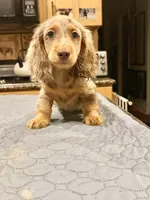 Show quality AKC import, a male Miniature Dachshund for sale in Oneonta, NY – Photo 3 of 8