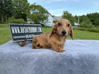 Smooth Brindle, a male Miniature Dachshund for sale in Oneonta, NY – 10 of 10