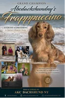 AKC Russian GCH MOM, a male Dachshund for sale in Oneonta, NY – 4 of 10
