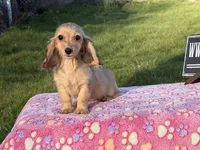 Cream import tiny, a male Miniature Dachshund for sale in Oneonta, NY – Photo 5 of 9