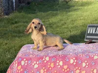 Cream import tiny, a male Miniature Dachshund for sale in Oneonta, NY – Photo 7 of 9