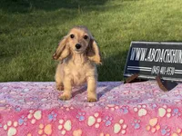 Cream import tiny, a male Miniature Dachshund for sale in Oneonta, NY – Photo 4 of 9