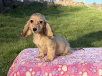Cream import tiny, a male Miniature Dachshund for sale in Oneonta, NY – Photo 1 of 9