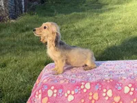 Cream import tiny, a male Miniature Dachshund for sale in Oneonta, NY – Photo 6 of 9