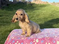 Cream import tiny, a male Miniature Dachshund for sale in Oneonta, NY – Photo 3 of 9