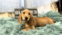 Dapple boy, a male Miniature Dachshund for sale in Oneonta, NY – 4 of 10