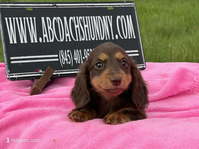 Russian – Miniature Dachshund puppy for sale in Oneonta, NY