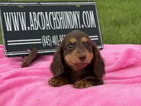 Russian, a female Miniature Dachshund for sale in Oneonta, NY – 1 of 9