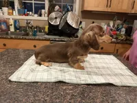 Choc & Cream AKC pra Clear, a female Miniature Dachshund for sale in Oneonta, NY – 8 of 8