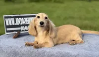 Eng Cream, a male Miniature Dachshund for sale in Oneonta, NY – 5 of 10