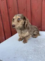 Choc cream Dapple AKC blue eye!!!, a male Miniature Dachshund for sale in Oneonta, NY – 2 of 10