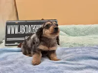 S.African , a male Miniature Dachshund for sale in Oneonta, NY – 6 of 10