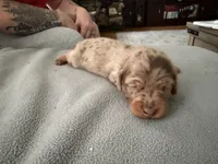 Champion bred AKC import Smooth’s dapple, a male Miniature Dachshund for sale in Oneonta, NY – 2 of 10