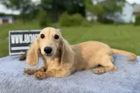 Eng Cream, a male Miniature Dachshund for sale in Oneonta, NY – 6 of 10