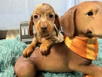 Champion bred AKC import Smooth’s dapple, a male Miniature Dachshund for sale in Oneonta, NY – 8 of 10