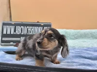 S.African , a male Miniature Dachshund for sale in Oneonta, NY – 2 of 10