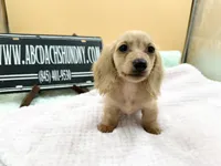 Charity South African , a female Miniature Dachshund for sale in Oneonta, NY – 3 of 9